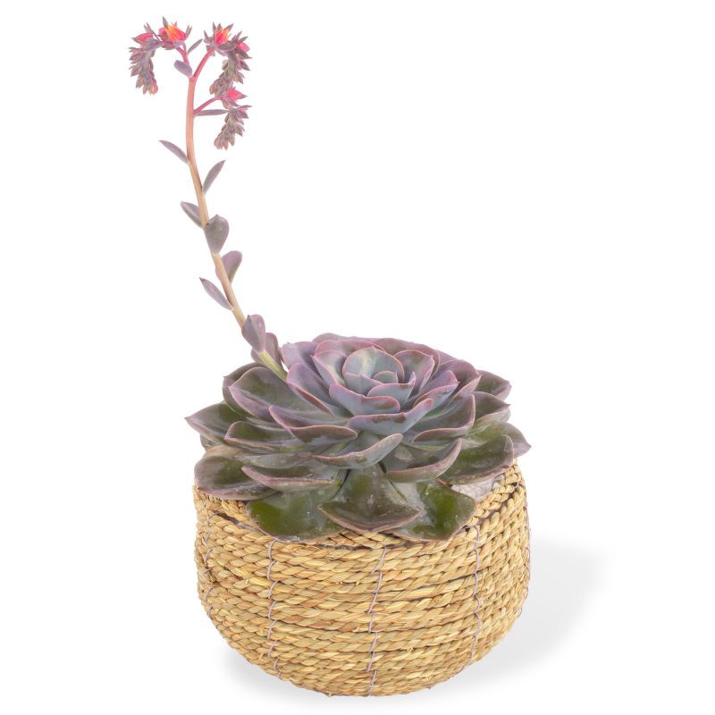 Flores a domicilio - Suculenta Echeveria Florecida en canasto de mimbre circular Flores a domicilio - Suculenta Echeveria Florecida en canasto de mimbre circular