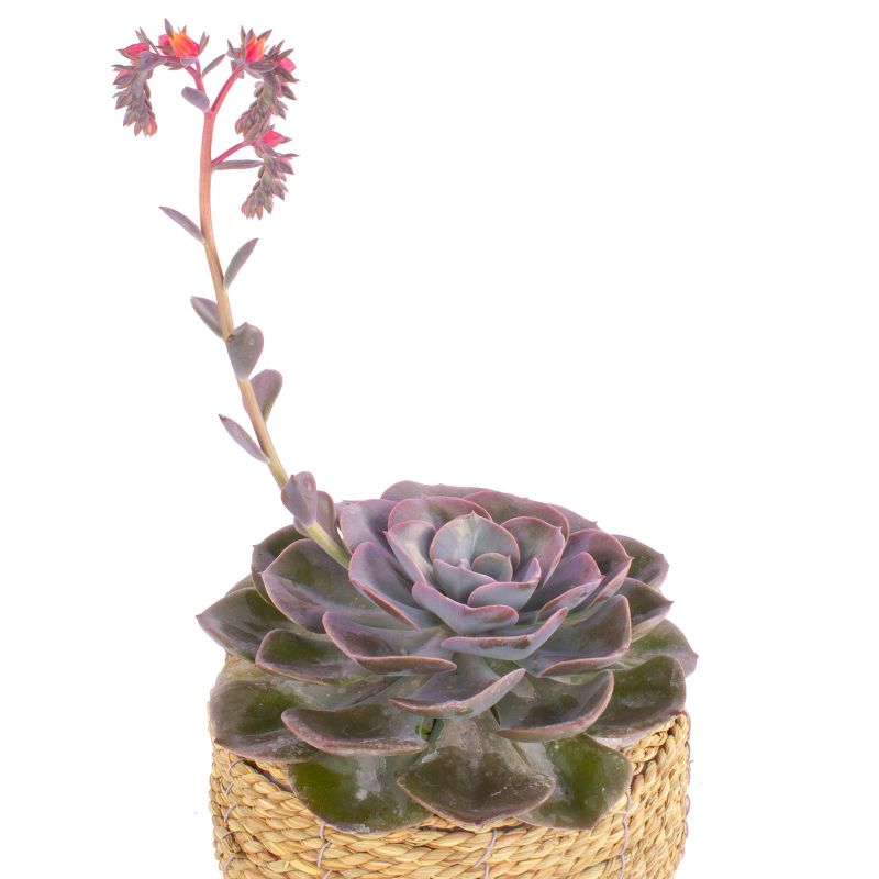 Foto 2 Suculenta Echeveria Florecida en canasto de mimbre circular - Flores a domicilio Foto 2 Suculenta Echeveria Florecida en canasto de mimbre circular - Flores a domicilio
