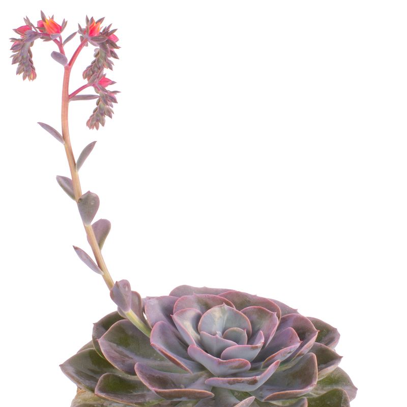 Foto 3 Suculenta Echeveria Florecida en canasto de mimbre circular - Flores a domicilio Foto 3 Suculenta Echeveria Florecida en canasto de mimbre circular - Flores a domicilio