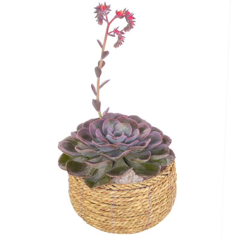 Foto 5 Suculenta Echeveria Florecida en canasto de mimbre circular - Flores a domicilio Foto 5 Suculenta Echeveria Florecida en canasto de mimbre circular - Flores a domicilio