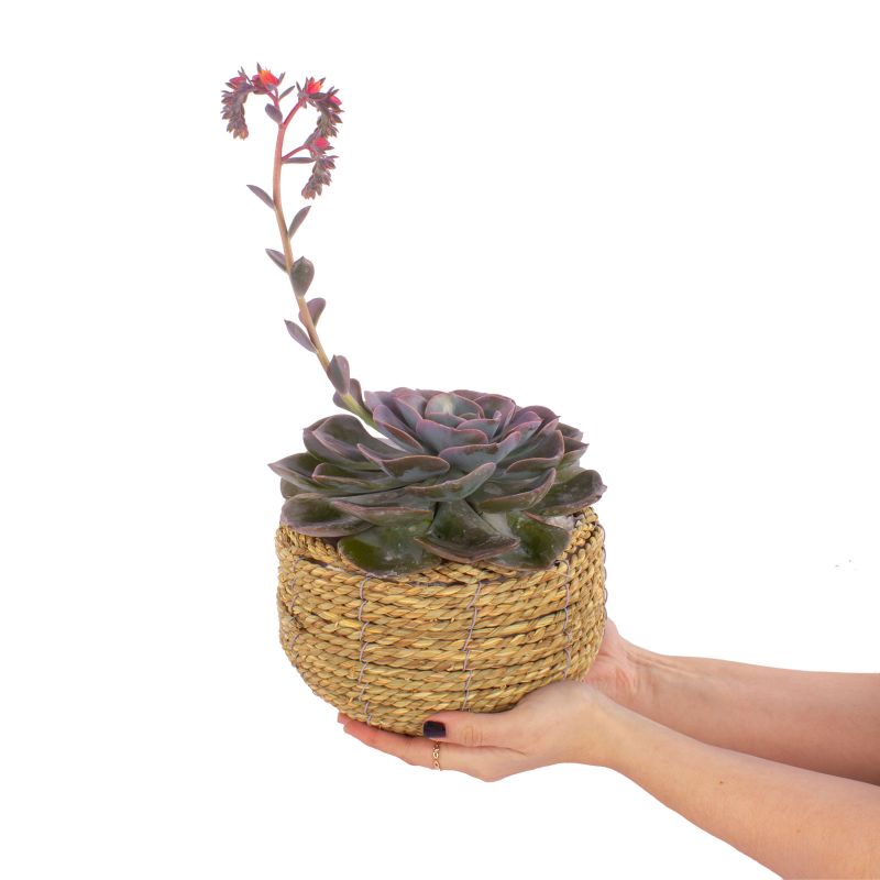 Foto con persona Suculenta Echeveria Florecida en canasto de mimbre circular - Flores a domicilio Foto con persona Suculenta Echeveria Florecida en canasto de mimbre circular - Flores a domicilio