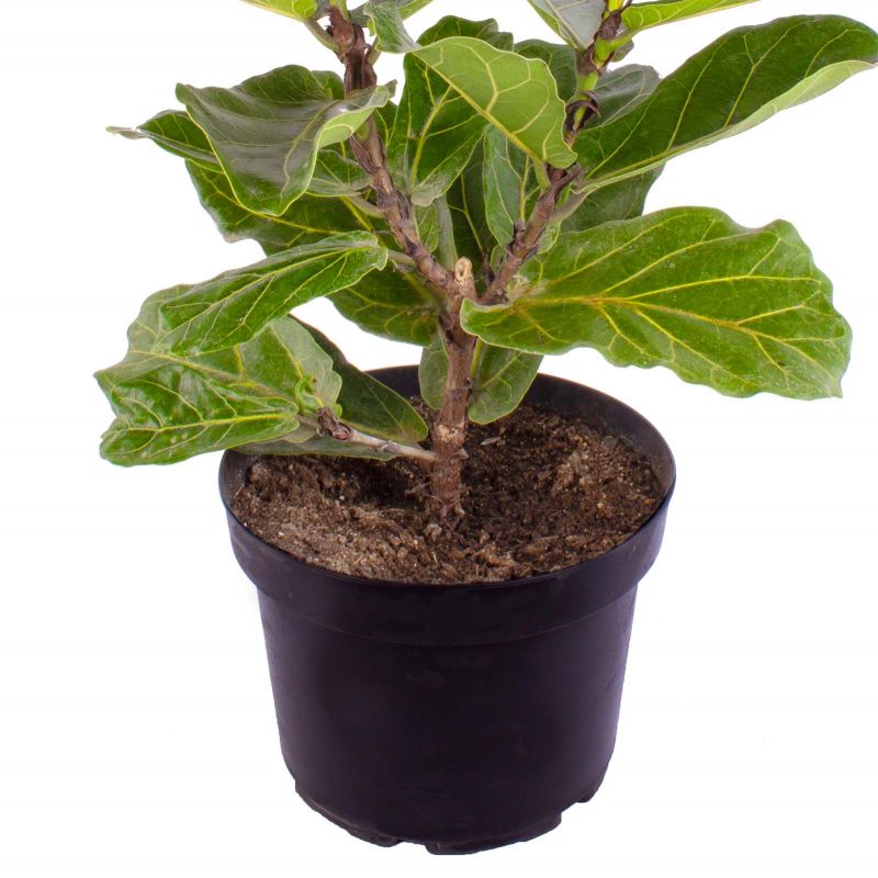 Foto 5 Ficus Lirata L - Flores a domicilio Foto 5 Ficus Lirata L - Flores a domicilio