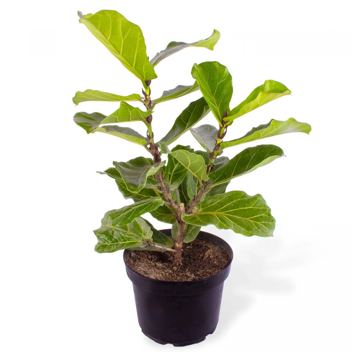Foto principal Ficus Lirata L - Planta de interior en macetero