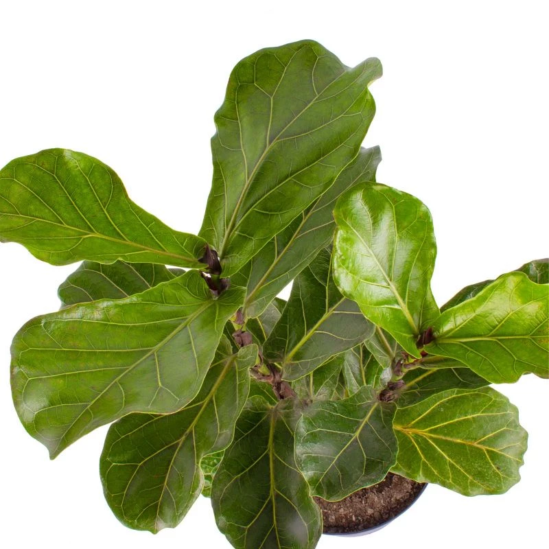 Foto 4 Ficus Lirata L - Planta de interior en macetero