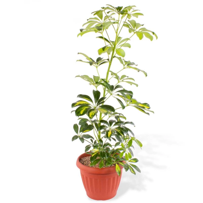 Chiflera M - Planta de interior en macetero