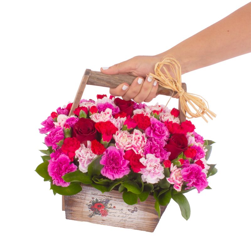 Foto con persona Miniclavel canasto fucsia - Flores a domicilio Foto con persona Miniclavel canasto fucsia - Flores a domicilio