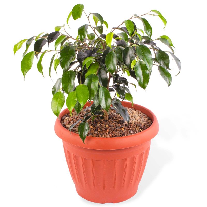 Flores a domicilio - Ficus Danielle Flores a domicilio - Ficus Danielle