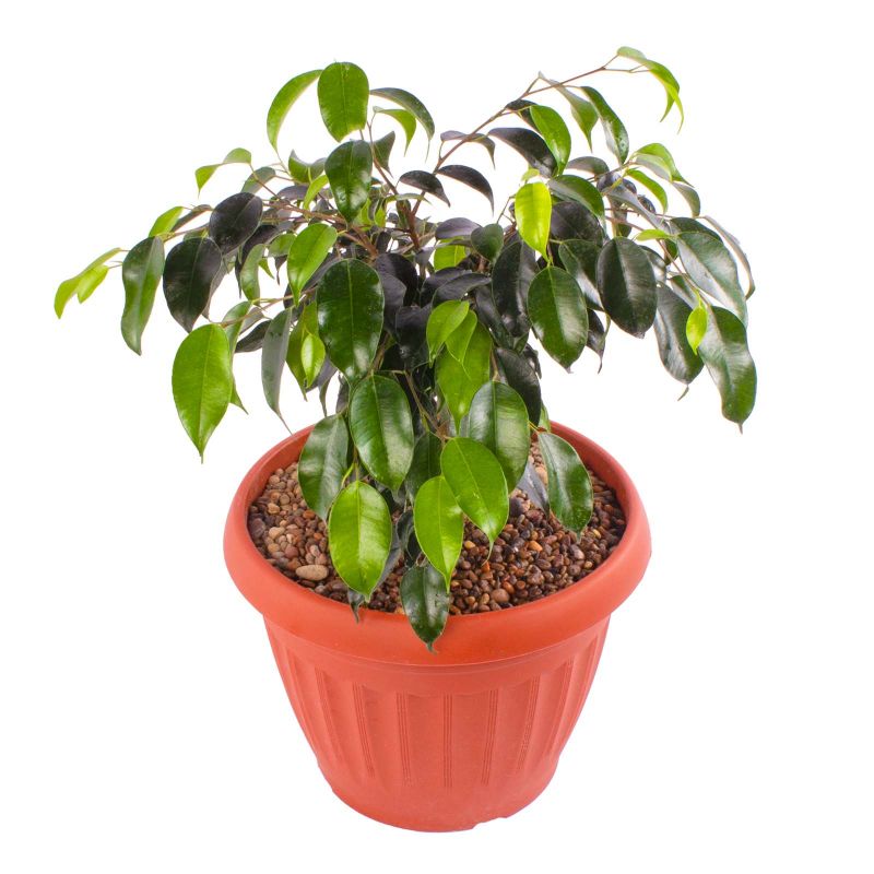 Foto 3 Ficus Danielle - Flores a domicilio Foto 3 Ficus Danielle - Flores a domicilio