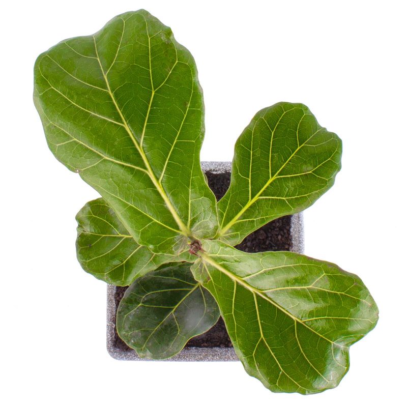 Foto 4 Ficus Lyrata S - Flores a domicilio Foto 4 Ficus Lyrata S - Flores a domicilio