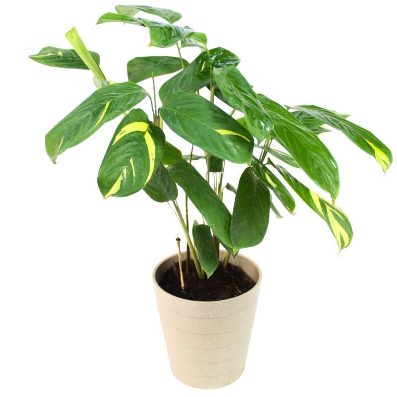 Ctenanthe Lubbersiana M - Planta de interior en macetero Ctenanthe Lubbersiana M - Planta de interior en macetero