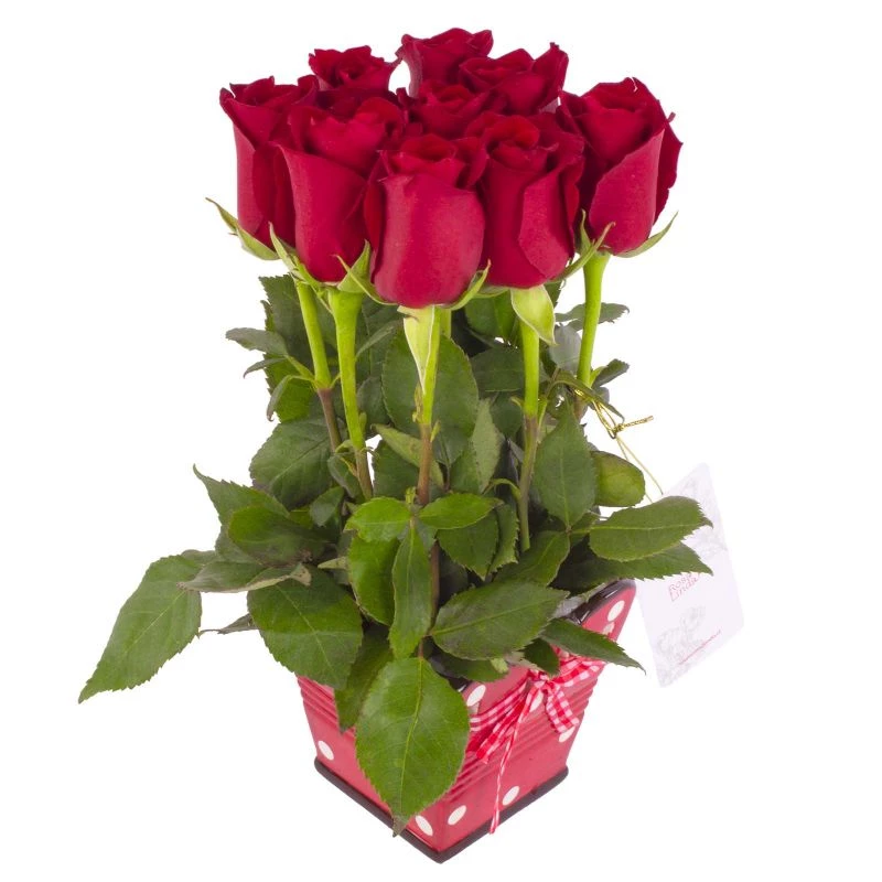 Foto 4 Tomasito - Arreglo floral con 9 rosas ecuatorianas