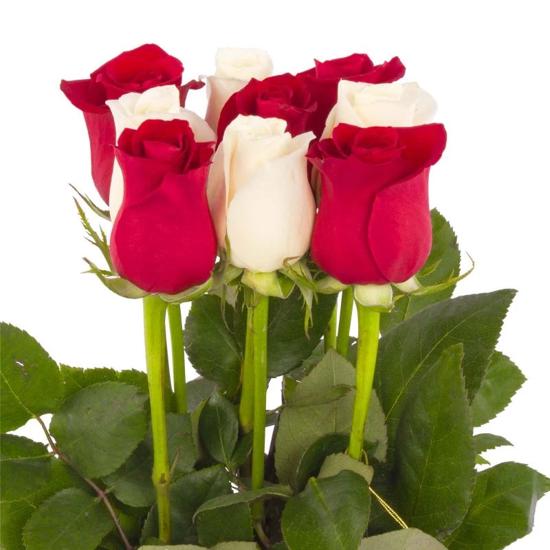 Foto 5 Tomasito Mix Blanco/Rojo - Arreglo floral con 9 rosas ecuatorianas mix de rojas y blancas