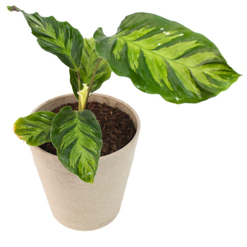 Calathea Louisae S - En macetero Calathea Louisae S - En macetero