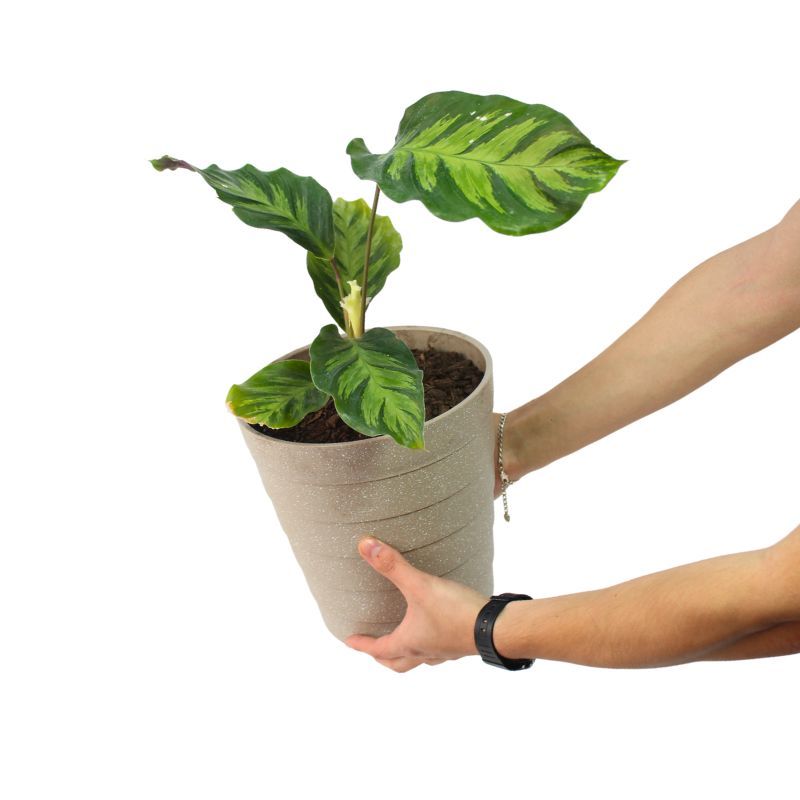 Foto con persona Calathea Louisae S - Flores a domicilio Foto con persona Calathea Louisae S - Flores a domicilio