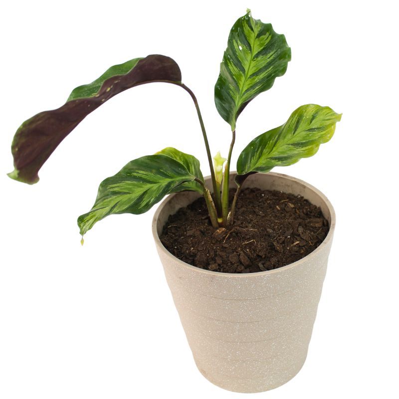 Foto 5 Calathea Louisae S - Flores a domicilio Foto 5 Calathea Louisae S - Flores a domicilio