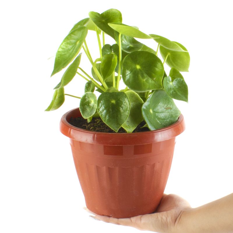 Foto con persona Peperomia Cucharita S - Flores a domicilio Foto con persona Peperomia Cucharita S - Flores a domicilio