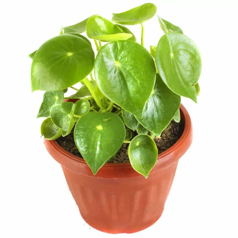 Peperomia Cucharita S - Planta de interior en macetero
