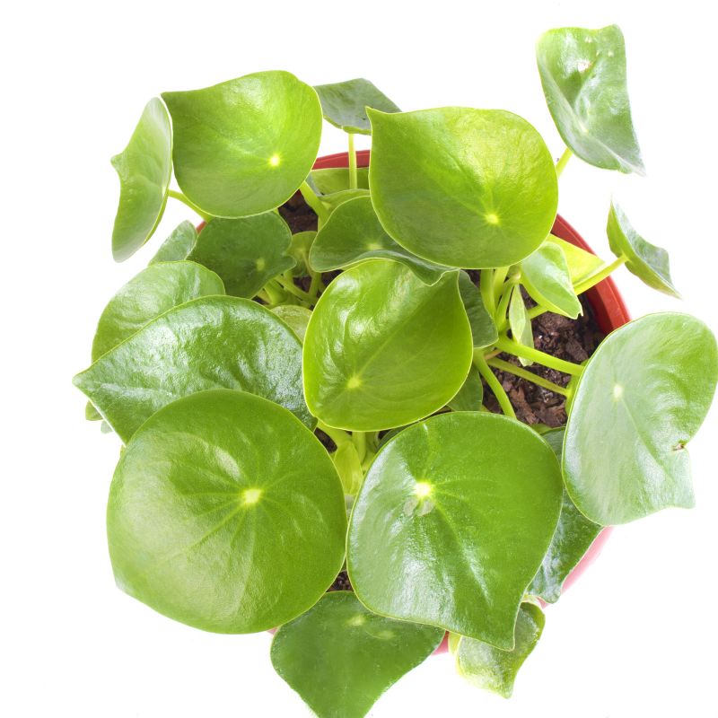 Foto 4 Peperomia Cucharita S - Flores a domicilio Foto 4 Peperomia Cucharita S - Flores a domicilio