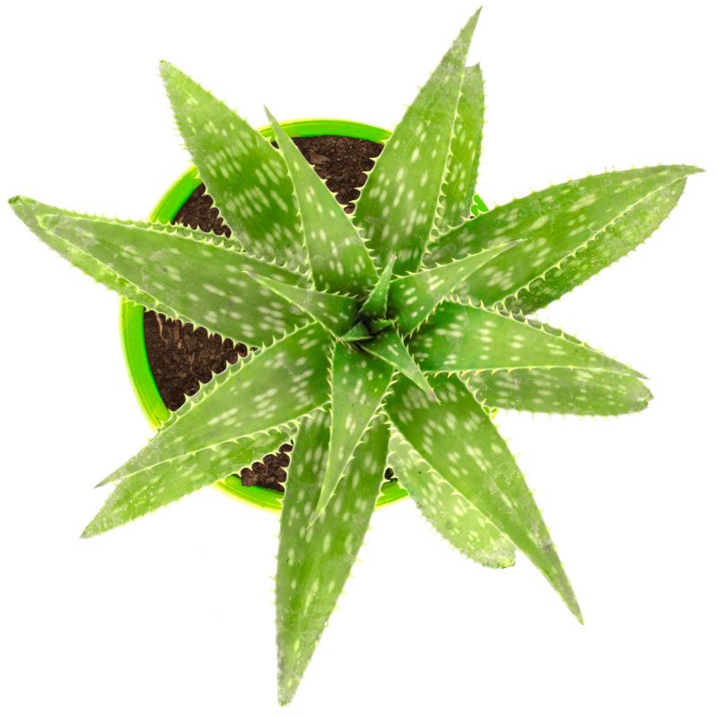 Foto 4 Aloe Vera - Flores a domicilio Foto 4 Aloe Vera - Flores a domicilio