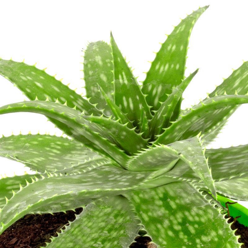 Foto 5 Aloe Vera - Flores a domicilio Foto 5 Aloe Vera - Flores a domicilio