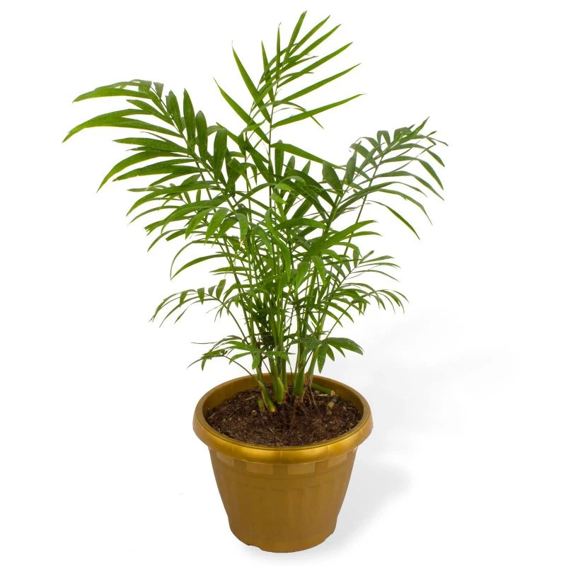 Palmera Chamaedorea Elegan S - Planta de interior en macetero