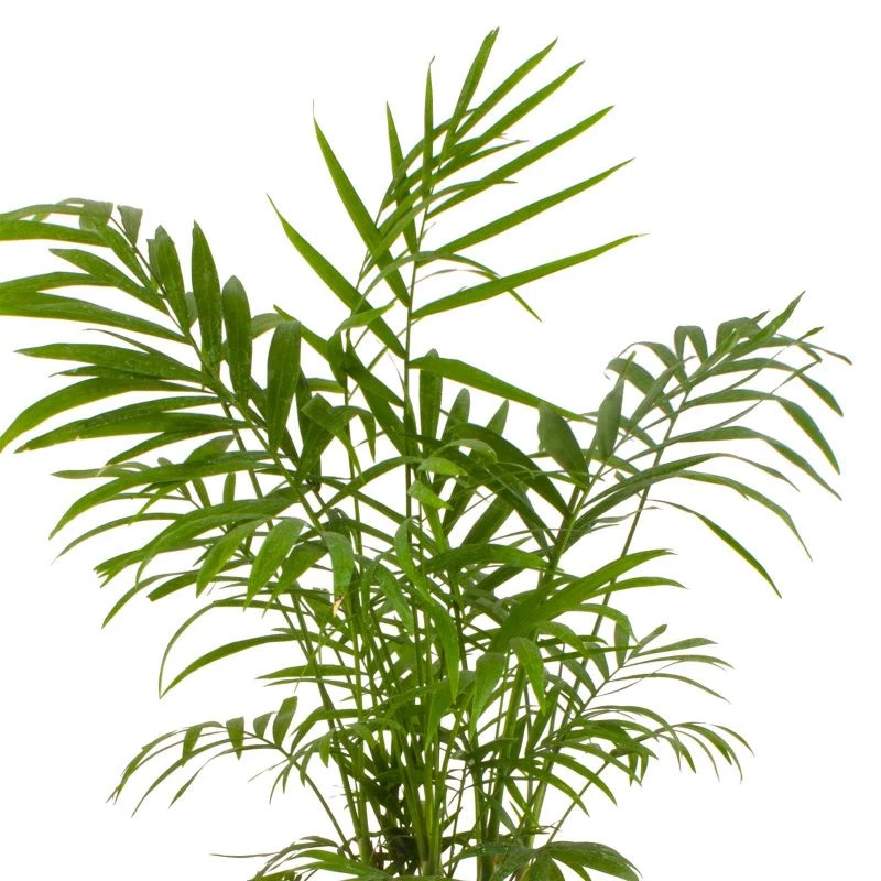 Foto 4 Palmera Chamaedorea Elegan S - Planta de interior en macetero