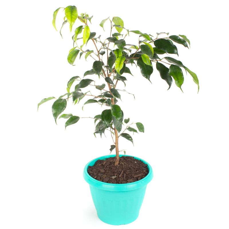 Foto 4 Ficus Danielle S - Flores a domicilio Foto 4 Ficus Danielle S - Flores a domicilio