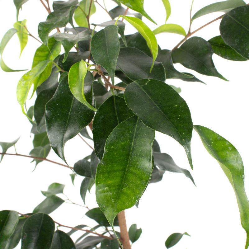 Foto 5 Ficus Danielle S - Flores a domicilio Foto 5 Ficus Danielle S - Flores a domicilio