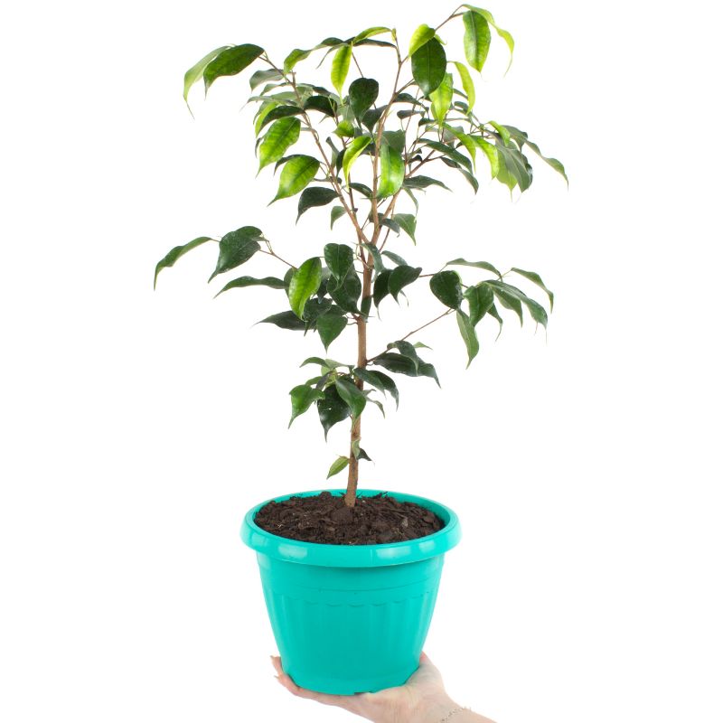 Foto con persona Ficus Danielle S - Flores a domicilio Foto con persona Ficus Danielle S - Flores a domicilio