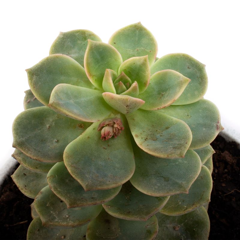 Foto 5 Suculenta Echeveria crasula - Flores a domicilio Foto 5 Suculenta Echeveria crasula - Flores a domicilio