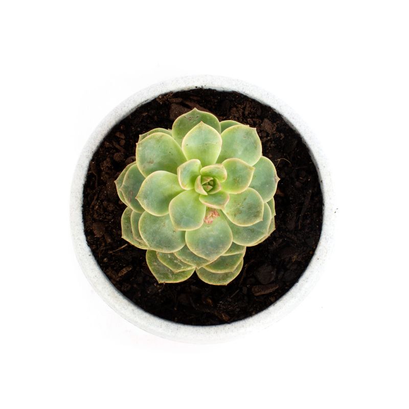 Foto 3 Suculenta Echeveria crasula - Flores a domicilio Foto 3 Suculenta Echeveria crasula - Flores a domicilio