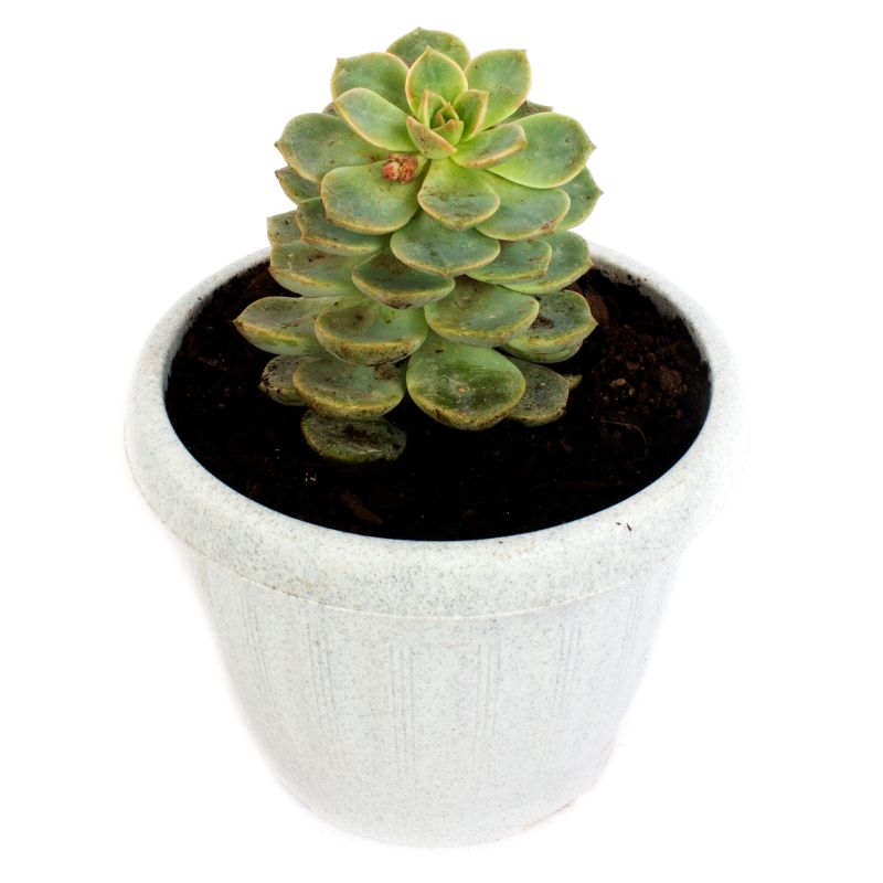 Flores a domicilio - Suculenta Echeveria crasula Flores a domicilio - Suculenta Echeveria crasula