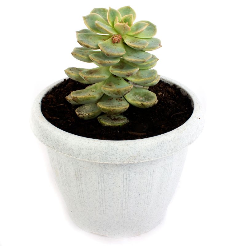 Foto 4 Suculenta Echeveria crasula - Flores a domicilio Foto 4 Suculenta Echeveria crasula - Flores a domicilio