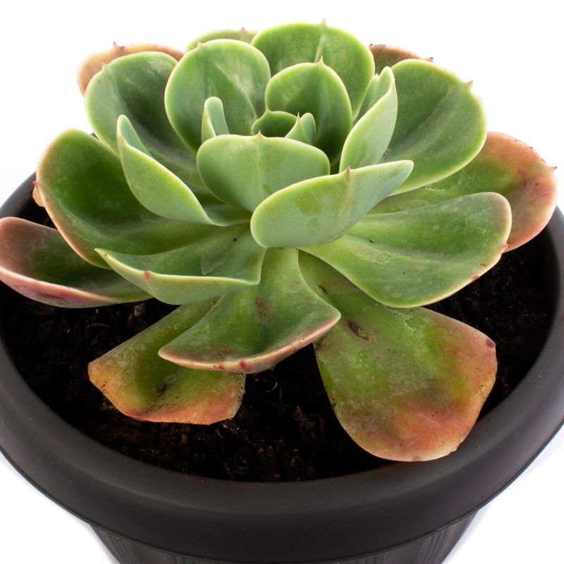Foto 5 Echeveria Elegans S - Flores a domicilio Foto 5 Echeveria Elegans S - Flores a domicilio