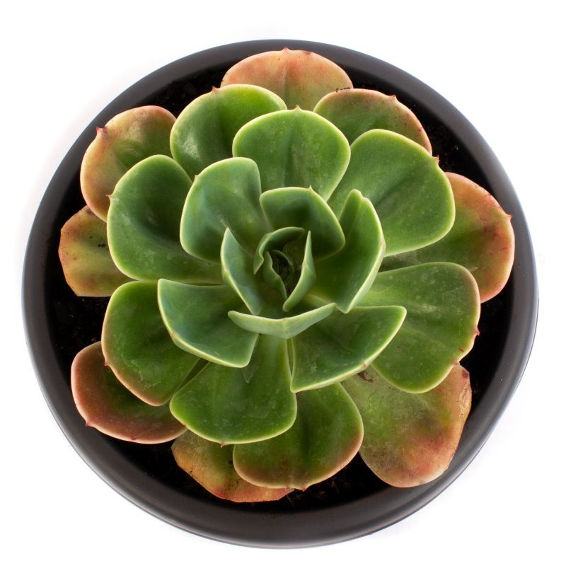 Foto 3 Echeveria Elegans S - Flores a domicilio Foto 3 Echeveria Elegans S - Flores a domicilio