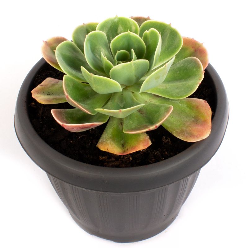 Flores a domicilio - Echeveria Elegans S Flores a domicilio - Echeveria Elegans S