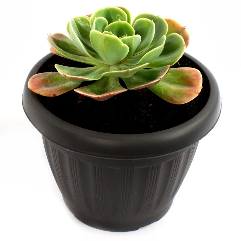 Foto 4 Echeveria Elegans S - Flores a domicilio Foto 4 Echeveria Elegans S - Flores a domicilio