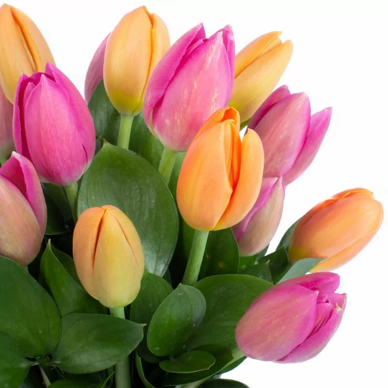 Foto 5 Jardín de Tulipanes - Arreglo floral con mix de tulipanes naranja y fucsia