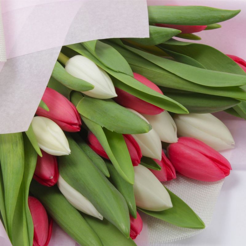 Foto 4 Ramo Tulipanes Fucsia/Blanco - Flores a domicilio Foto 4 Ramo Tulipanes Fucsia/Blanco - Flores a domicilio