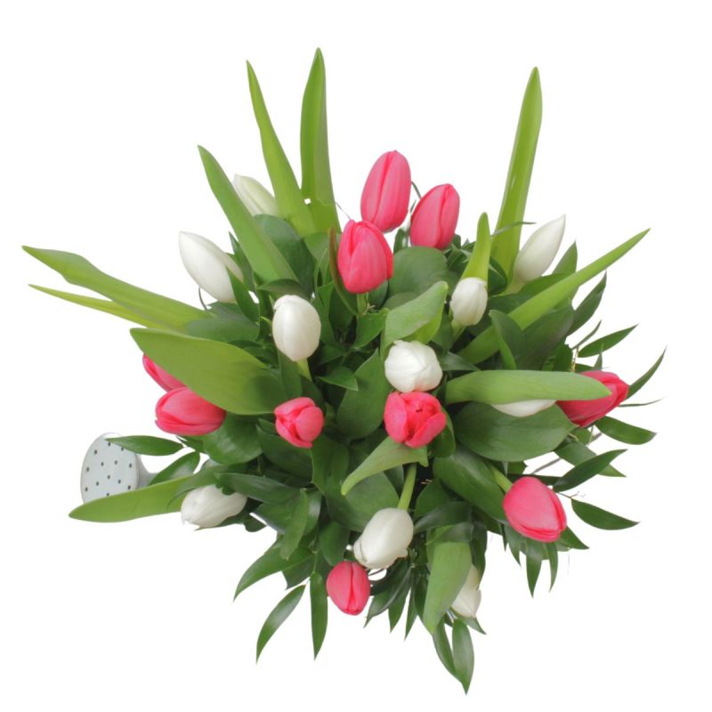 Foto 4 Regadera Tulipanes Blanco/Fucsia - Flores a domicilio Foto 4 Regadera Tulipanes Blanco/Fucsia - Flores a domicilio