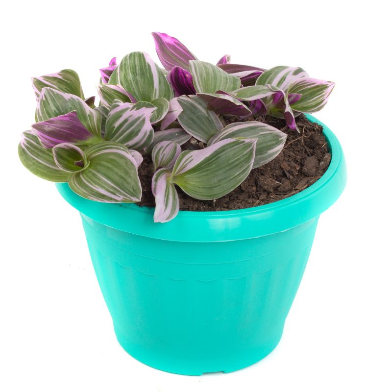 Foto 4 Tradescantia Nanouk S - Flores a domicilio Foto 4 Tradescantia Nanouk S - Flores a domicilio