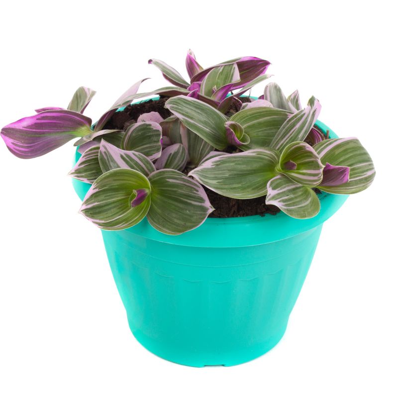 Flores a domicilio - Tradescantia Nanouk S Flores a domicilio - Tradescantia Nanouk S