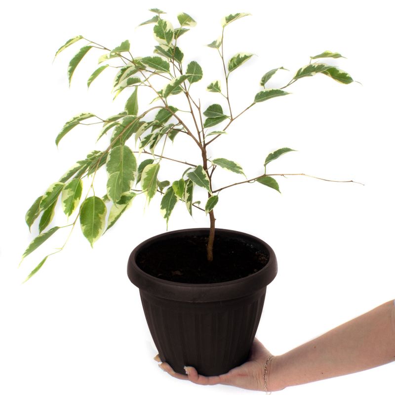 Foto con persona Ficus Variegado S - Flores a domicilio Foto con persona Ficus Variegado S - Flores a domicilio
