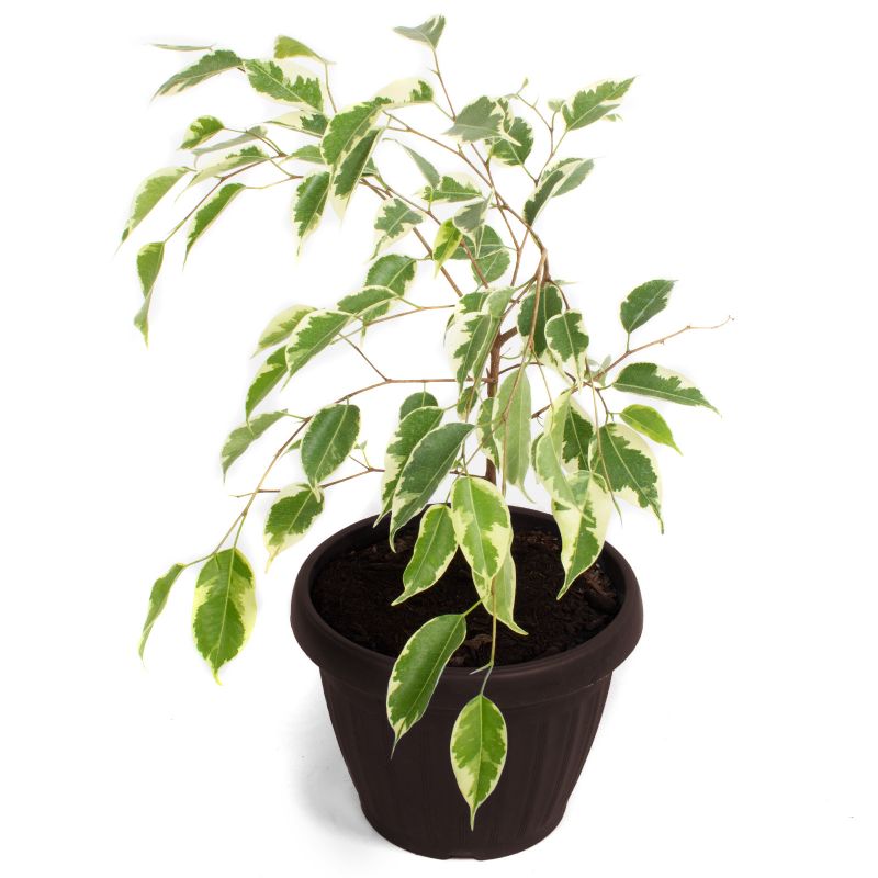 Ficus Variegado S - Planta de interior en macetero Ficus Variegado S - Planta de interior en macetero