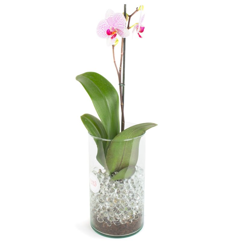 Foto 4 Orquídea blanca con rosado - Flores a domicilio Foto 4 Orquídea blanca con rosado - Flores a domicilio