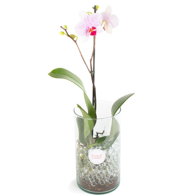 Flores a domicilio - Orquídea blanca con rosado Flores a domicilio - Orquídea blanca con rosado