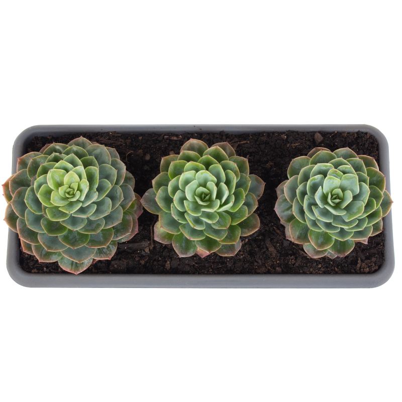 Foto 3 Set de suculentas Echeveria - Flores a domicilio Foto 3 Set de suculentas Echeveria - Flores a domicilio
