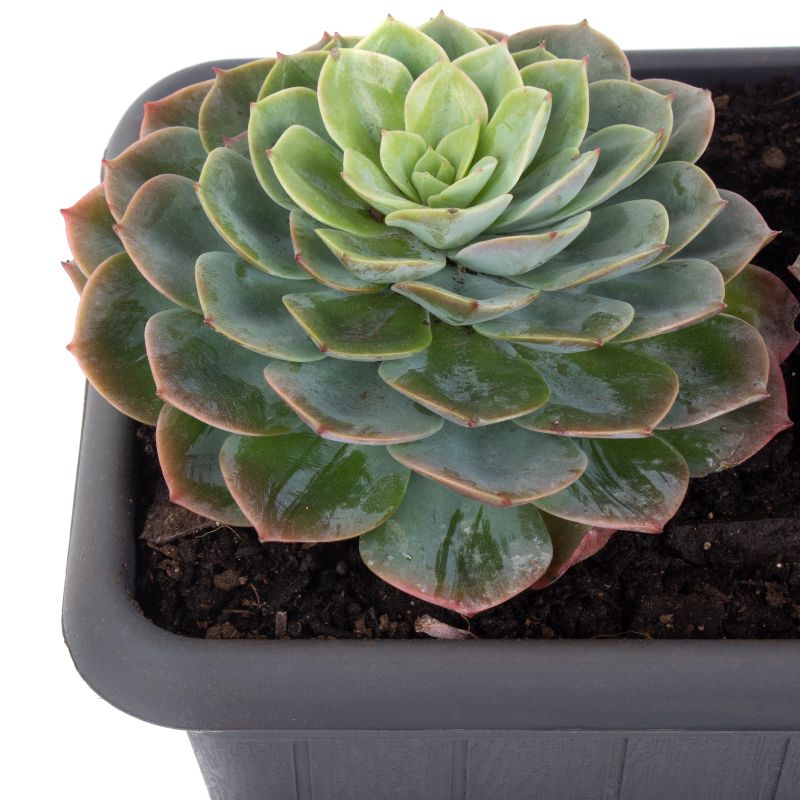 Foto 5 Set de suculentas Echeveria - Flores a domicilio Foto 5 Set de suculentas Echeveria - Flores a domicilio