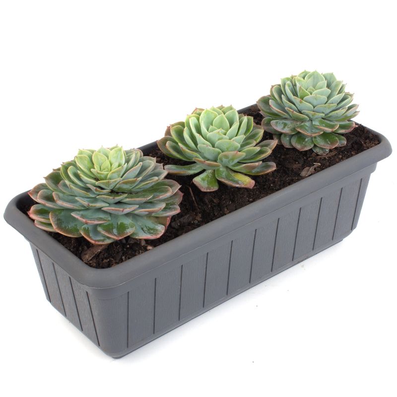 Foto 4 Set de suculentas Echeveria - Flores a domicilio Foto 4 Set de suculentas Echeveria - Flores a domicilio