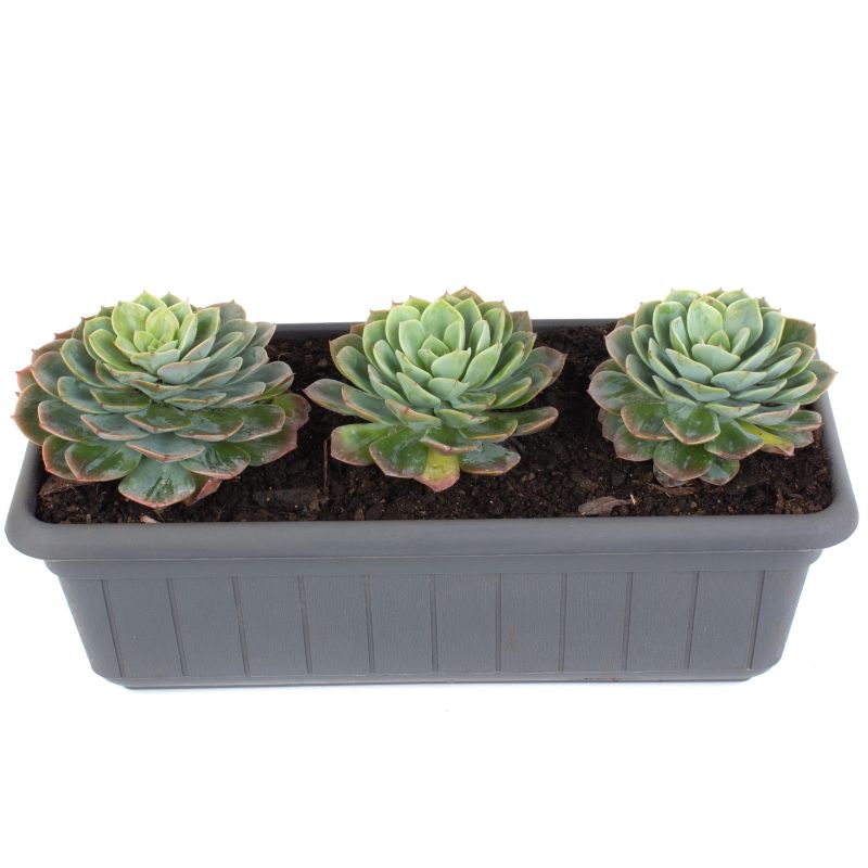 Flores a domicilio - Set de suculentas Echeveria Flores a domicilio - Set de suculentas Echeveria